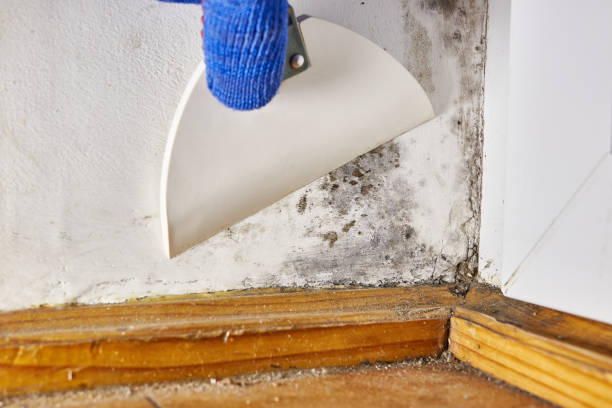 Best Airborne Mold Testing  in Carlinvle, IL